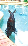 Kangurunun havuz sefas
