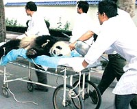 Pandalara terapi yapld