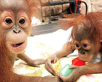 Orangutan ikizler medya ile tantrld