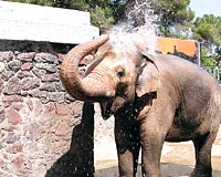 zmir Hayvanat Bahesi 150 bin ziyareti bekliyor