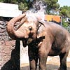 zmir Hayvanat Bahesi 150 bin ziyareti bekliyor
