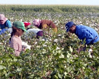 Yabancılar tarım arazilerini topluyor