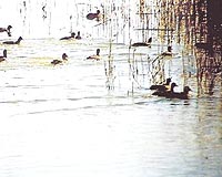 İstanbuldaki Tuzla Gölü, kuruyana kadar farklı kuş çeşitlerini misafir ediyordu.
