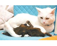 Zehirlenen kpein yavrularna bir kedi bakt