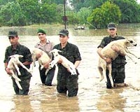 Aydn ine ilesine bal Evciler Kynde 30 koyun ve kuzu jandarma ekiplerince kurtarld.