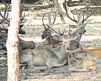 amkoru'daki geyikler
