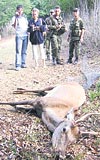 TOKATA 1996DA GETRLMLERD... Doaya salnrken telef olan geyiin de bulunduu 19 geyik, 9 yl nce stanbul Belgrad Ormanndan getirilmiti.