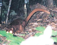 100 YILDAN SONRA... Esrarengiz hayvan sayesinde Borneoda, 100 yldan bu yana ilk kez yeni bir etobur tr belirlenmi oldu.