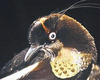 Berlepschin Altı Telli Cennet Kuşu, adını kafasındaki 10 santim uzunluğundaki tüylerden alıyor.