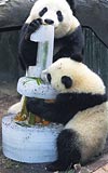 PANDALARA BUZ NDE PASTA...   ABDnin San Diego kentindeki hayvanat bahesinin maskotu Su Lin (oturan) 1inci ya gnn, annesiyle kutlad. Ancak pandalarn, scaktan bunaldn fark eden grevliler, doum gn pastasn buz kalbna koydu.