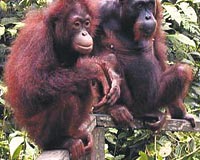 Orangutanlar ve çay poşetleri
