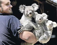 Anne koala Kamara ve yavrular; Wignet ile Wimera, bakclarnn kolunda byle poz verdi.