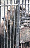 Bkre Hayvanat Bahesindeki bu ay da ldrlmeyi bekliyor.