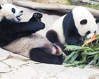 Chuang Chuang isimli erkek panda (solda) uzmanlarn kontrolnde girdii rejim sonucu 4 kilo verdi, eiyle arasn dzeltti.