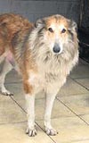 Terk edilen Lassie