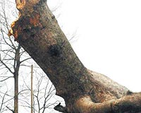 ASIRLIK ÇINAR DEVRİLDİ..... Bursada etkili olan lodos, Uludağ yolu üzerinde bulunan asırlık çınar ağacını devirdi.