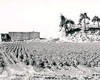 1- EN �OK TARIM TAHR�BATI