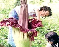 Ceset kokulu �i�ek