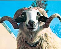 Memura 'kurbanl�k' �demesi