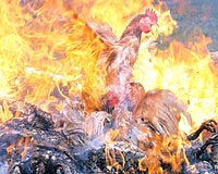 Diri diri yak�yorlar