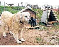 N'olacak bu sokak k�peklerinin hali?