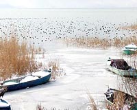 A� kalan yaban �rdekleri sazl�klara s���nd�