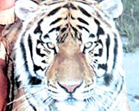 Tarzan'�n kaplan�n� vurdular