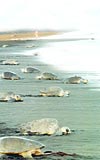 Deniz kaplumbaalar uydudan takip edilecek