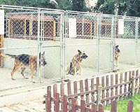 K�pe�iniz De Tatil Yaps�n!