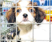 K�pe�inizin genel temizlik bilgileri