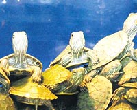 Hem karada hem suda: Su kaplumba�as�