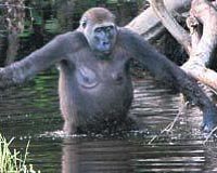LK KEZ...empanze ve orangutanlara zg olduu sanlan alet kullanabilme yetenei, ilk kez vahi gorillerde gzlemlendi. 