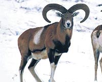  7 TANE AVLANDI...  Bilimsel ad Konya Mouflon olan ve daha ok Konya- Bozdada bulunan Anadolu yaban koyunu, avclar ekiyor. evre ve Orman Bakanl izniyle 2005 - 2006 av dneminde bu hayvandan sadece 7 tanesi avland.
